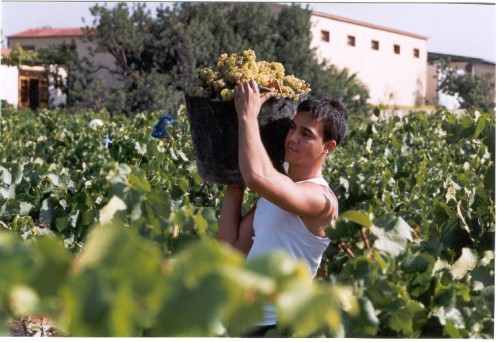 Chico recogiendo las uvas en las bodegas Augustus Forum