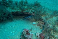 OFERTA: Bautizo de buceo en Lloret de Mar (L-V)