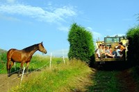 Escapada a la Yeguada Albeitar y rodéate de animales