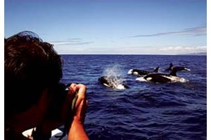 Avistamiento de delfines y ballenas en el Estrecho para dos