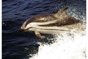 Avistamiento de delfines y ballenas en el Estrecho para dos