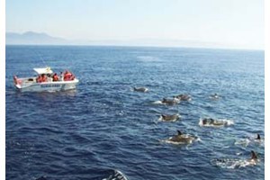 Avistamiento de delfines y ballenas en el Estrecho para dos