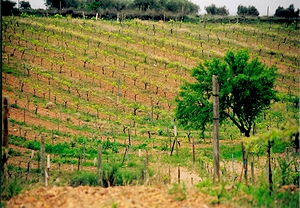 Visita a la Bodega Gosalbez-Orti y degustación para dos