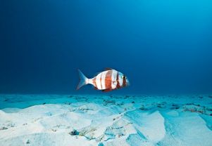Bautizo de buceo en la reserva natural de Tramuntana para dos
