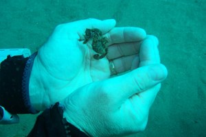2x1: Bautizo de buceo para dos en Lloret de Mar