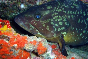 2x1: Bautizo de buceo para dos en Lloret de Mar
