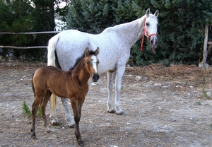 OFERTA: Escapada rural, cena y paseo a caballo o piragua para 2