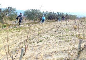 Cicloturismo entre viñas con cata de vino y cava