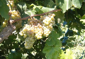 Curso de cata de vino para 2 en Sarrià por bodegas J. Miquel Jané