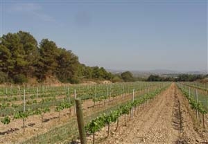 Curso de cata de vino para 2 en Sarrià por bodegas J. Miquel Jané
