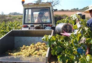 Visita y curso de cata en la bodega J. Miquel Jané para 2