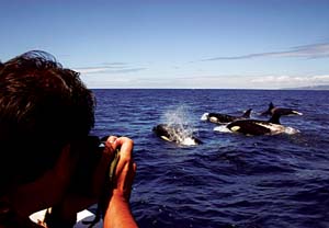 Avistamiento de delfines y ballenas en el Estrecho para dos