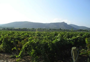 Curso de cata de vino en bodegas Joan Sardà para dos