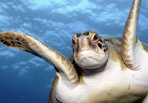 OFERTA 2x1 Bautizo de buceo 