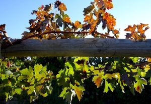 Visita y cata de vino en Finca Villacreces