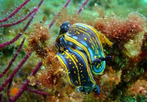 OFERTA: Bautismo de buceo en mar o piscina para 2
