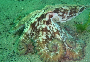 OFERTA: Bautizo de buceo para 2 en Ribadeo
