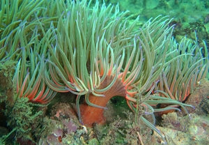 Bautizo de buceo en Ribadeo