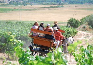Bodegas y catas de vino