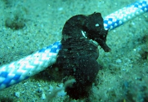 2x1: Bautizo de buceo para 2 en Arenys de Mar