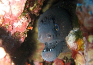 2x1: Bautizo de buceo para 2 en Arenys de Mar