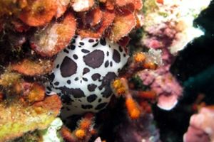2x1: Bautizo de buceo con instructor para 2 en Cabo de Palos