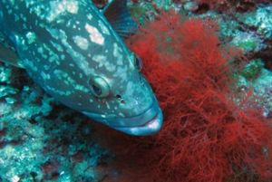2x1: Bautizo de buceo con instructor para 2 en Cabo de Palos
