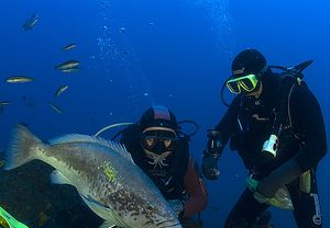 2x1: Bautizo de buceo para 2 en La Herradura