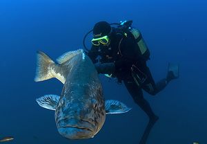 2x1: Bautizo de buceo para 2 en La Herradura