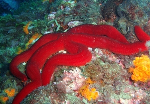 OFERTA: Bautismo de buceo para dos en Málaga