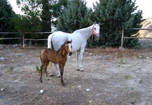2x1: Equitación o paseo a caballo cerca de Granada para 2