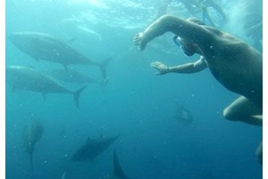 Tuna Tour Experience para 2: Nadar con atunes rojos y degustación