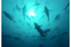 Tuna Tour Experience para 2: Nadar con atunes rojos y degustación