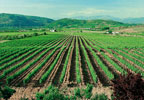 Visita, cata y obsequio en bodegas Adrià