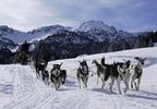 Paseo en Grandvalira con trineo tirado por perros (1,5 kms)