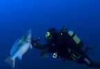 Bautizo de buceo con instructor personal en La Herradura