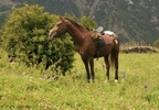 Paseo a caballo (2h) y clase para 2 en el Montseny o Montnegre