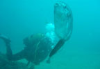 Bautizo de buceo de 1 día en Calahonda y equipo GRATIS